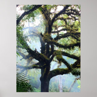 Mossy Tree in de Mist Poster