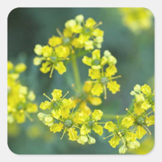 Mosterd Bloemen, Sticker vel van 20, 3,8x3,8 cm