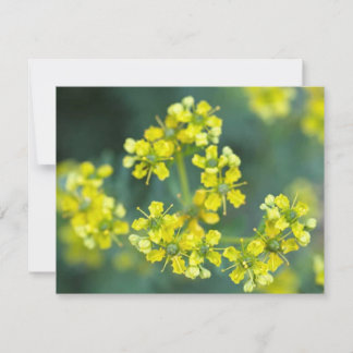 Mosterd Bloemen, Wenskaart