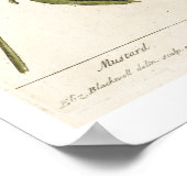 Mosterd, bord 446 uit "A Curious Herbal", publis Poster (Hoek)