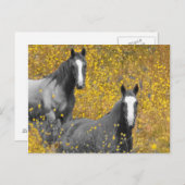 Mosterd en paarden briefkaart (Voorkant / Achterkant)