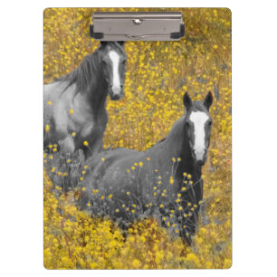 Mosterd en paarden klembord