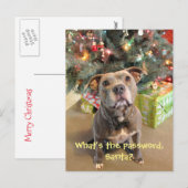 Mot de passe de Pitbull pour la carte postale de (Devant / Derrière)