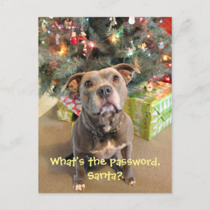 Mot de passe de Pitbull pour la carte postale de