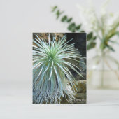 Mot Silver : Carte postale (Debout devant)