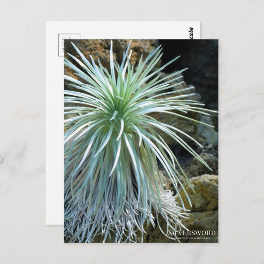 Mot Silver : Carte postale (Devant / Derrière)