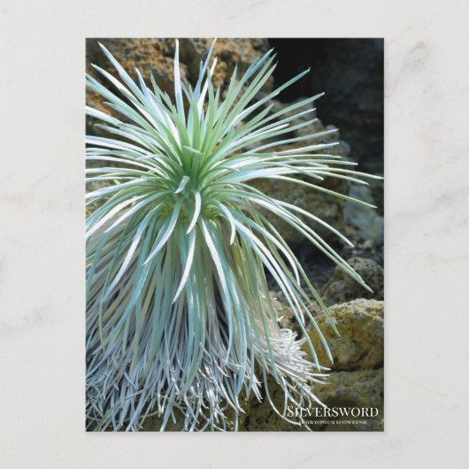 Mot Silver : Carte postale (Devant)