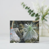 Mot Silver : Carte postale (Debout devant)