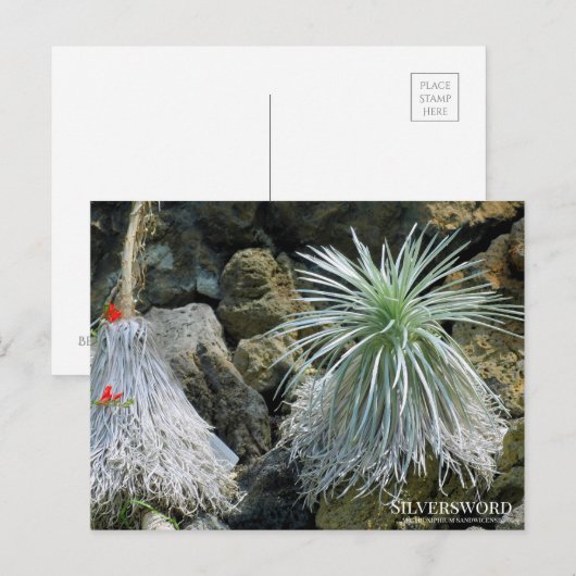 Mot Silver : Carte postale (Devant / Derrière)