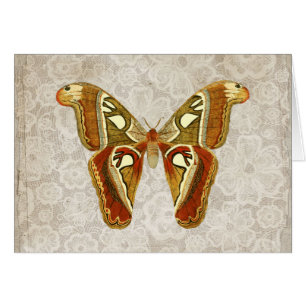   Moth Botanisch Wenskaart