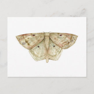 Moth Briefkaart