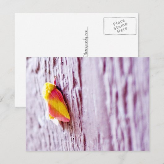 Moth Briefkaart (Voorkant / Achterkant)