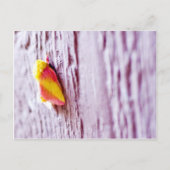 Moth Briefkaart (Voorkant)