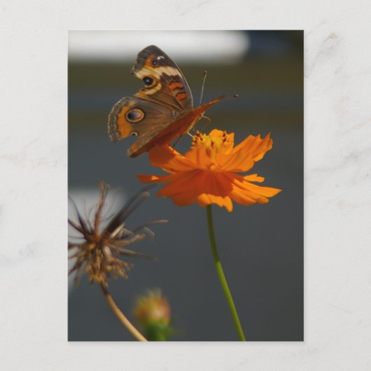 Moth Coreopsis Briefkaart (Voorkant)