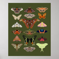 Moth geïllustreerde insecten poster kunst