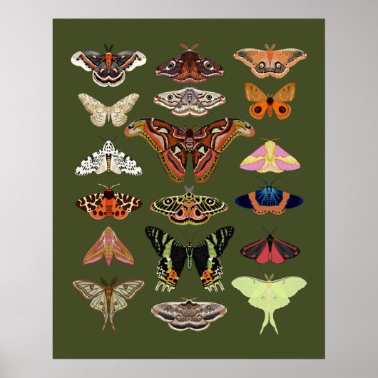 Moth geïllustreerde insecten poster kunst (Voorkant)