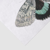 Moth  illustratie tissuepapier (Detail)