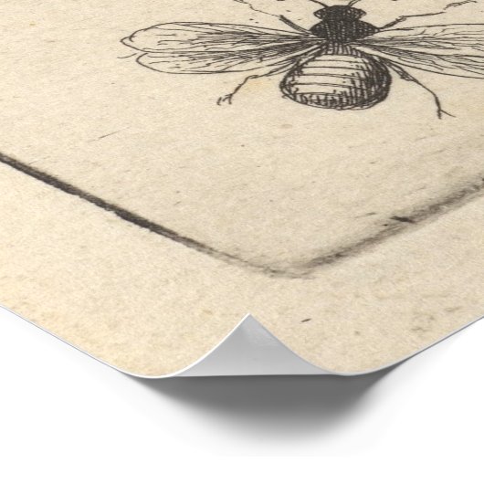  Moth Lepidoptera Art Print (64) (Hoek)