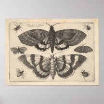  Moth Lepidoptera Art Print (64)