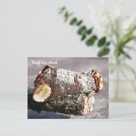 Moth Magic : Buff-tip 'brisé twig' Carte postale M (Debout devant)