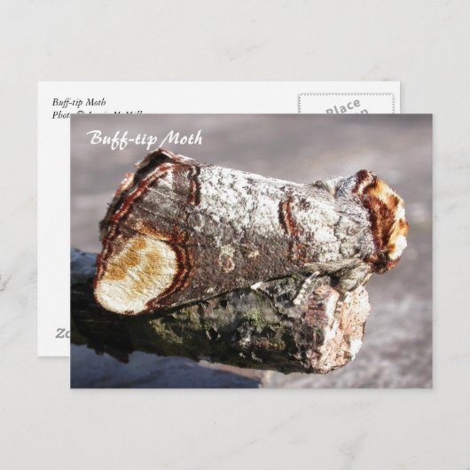 Moth Magic : Buff-tip 'brisé twig' Carte postale M (Devant / Derrière)
