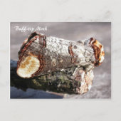 Moth Magic : Buff-tip 'brisé twig' Carte postale M (Devant)