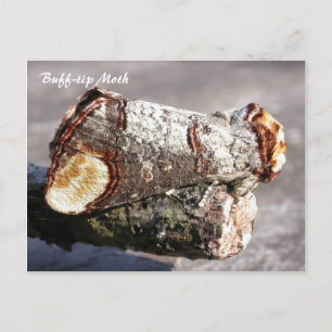 Moth Magic: Buff-tip "gebroken twig" Moth briefkaa Briefkaart