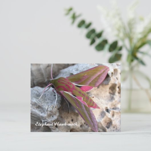 Moth Magic : Carte postale Elephant Hawk moth (Debout devant)