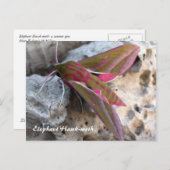 Moth Magic : Carte postale Elephant Hawk moth (Devant / Derrière)