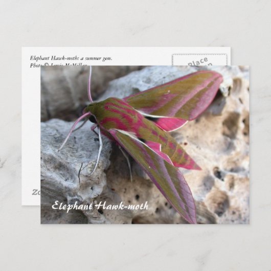 Moth Magic : Carte postale Elephant Hawk moth (Devant / Derrière)
