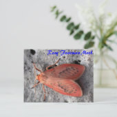 Moth Magic : Carte postale Rosy Footman Moth (Debout devant)