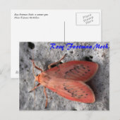 Moth Magic : Carte postale Rosy Footman Moth (Devant / Derrière)