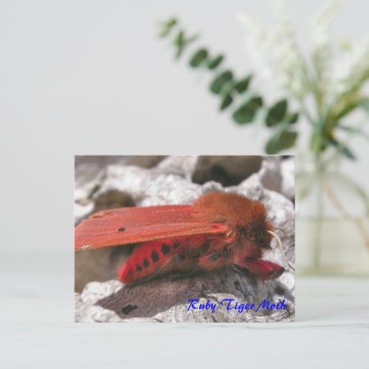 Moth Magic : Carte postale Ruby Tiger Moth (Debout devant)
