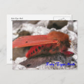 Moth Magic : Carte postale Ruby Tiger Moth (Devant / Derrière)