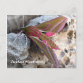 Moth Magic: Elephant Hawk-moth briefkaart (Voorkant)