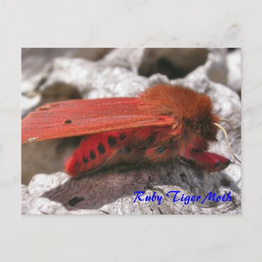 Moth Magic: Ruby Tiger Moth briefkaart (Voorkant)