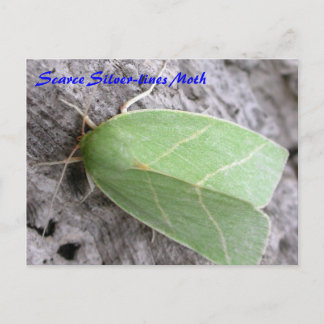 Moth Magic: Scarce Silver-lines Moth briefkaart
