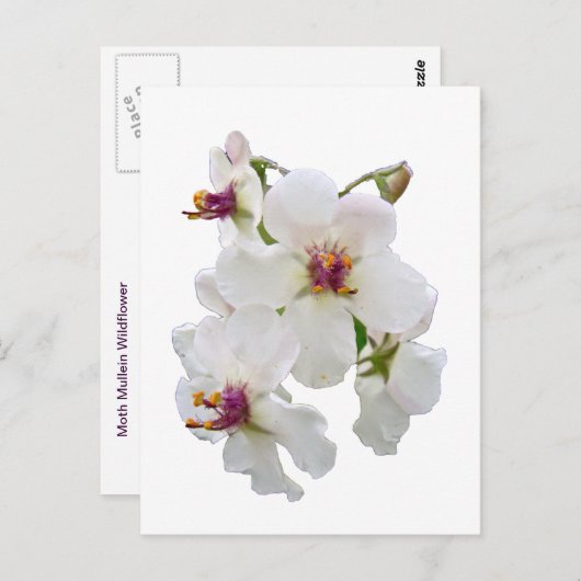 Moth Mullein Wildflower Briefkaart (Voorkant / Achterkant)