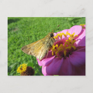 Moth On Flower Briefkaart