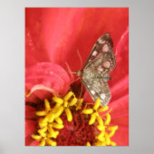 Moth on Red Flower Print (Voorkant)