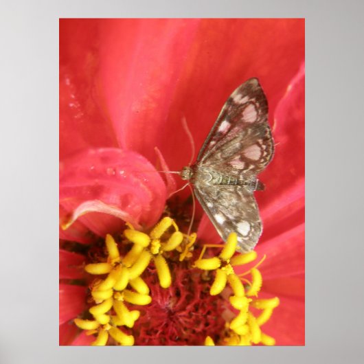 Moth on Red Flower Print (Voorkant)