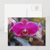 Moth Orchid Briefkaart (Voorkant / Achterkant)