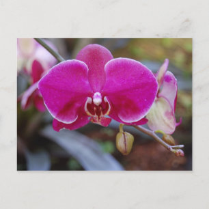 Moth Orchid Briefkaart
