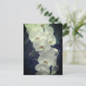 Moth Orchid Briefkaart (Staand voorkant)