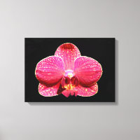 Moth Orchid Canvas Afdrukken