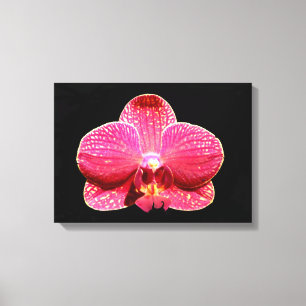 Moth Orchid Canvas Afdrukken