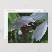 Moth Postkruising Briefkaart (Voorkant / Achterkant)