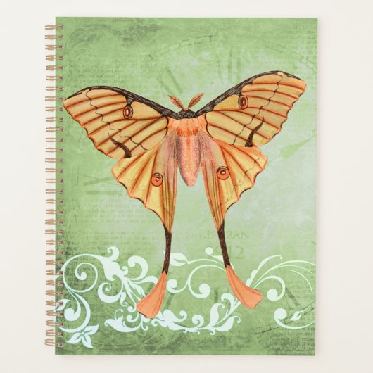 Moth soie africaine (Devant)