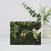 Mother Hummingbird Briefkaart (Staand voorkant)