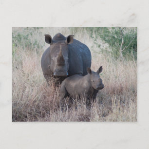 Mother Love - Carte postale style Rhino